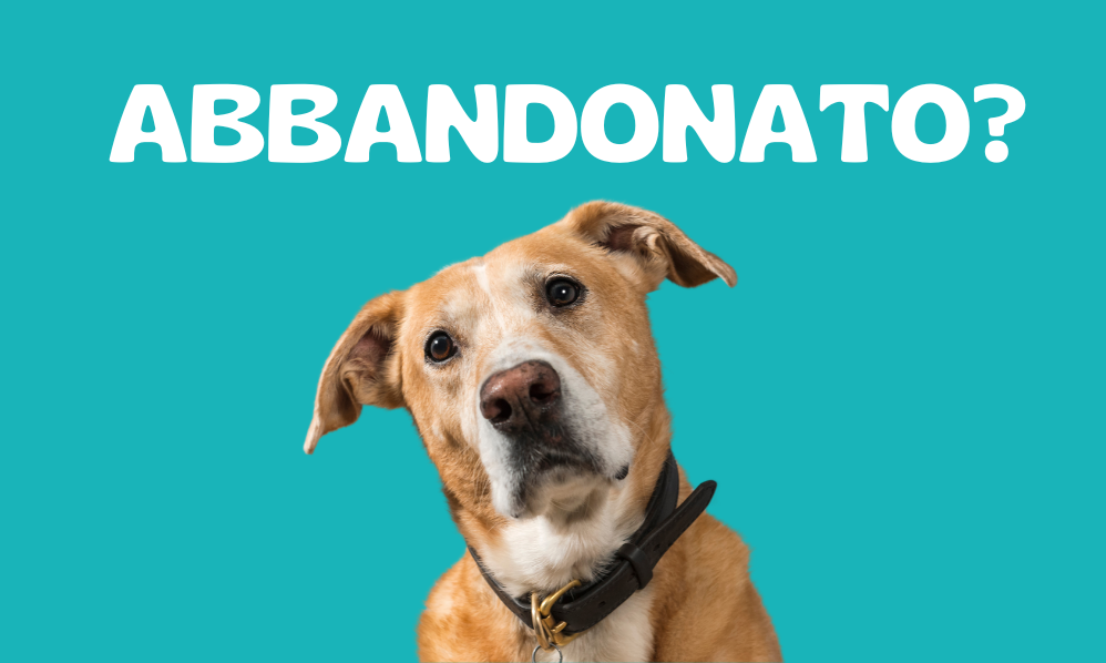 Hai Trovato un Cane Abbandonato? Ecco Cosa Fare 🐾