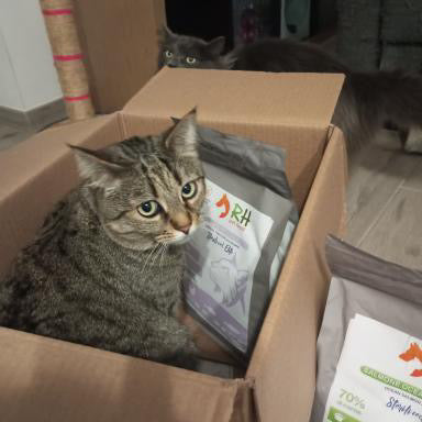 Perché i gatti impazziscono per le scatole di cartone? L'istinto primordiale della tana felina 🐱📦