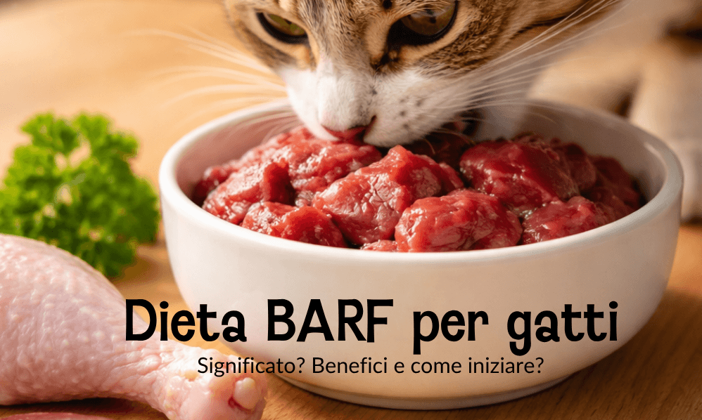 Un gatto che mangia carne fresca in una ciotola per la dieta BARF per gatti.
