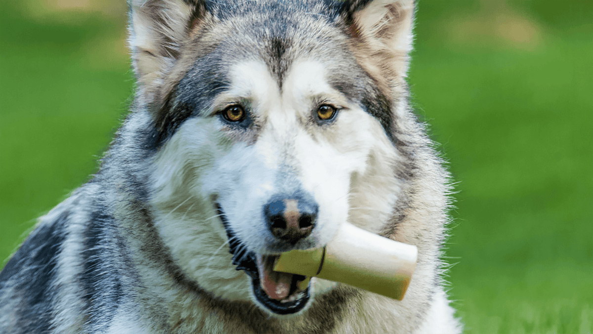 Masticativi naturali per cani: cosa sono? E quali scegliere?