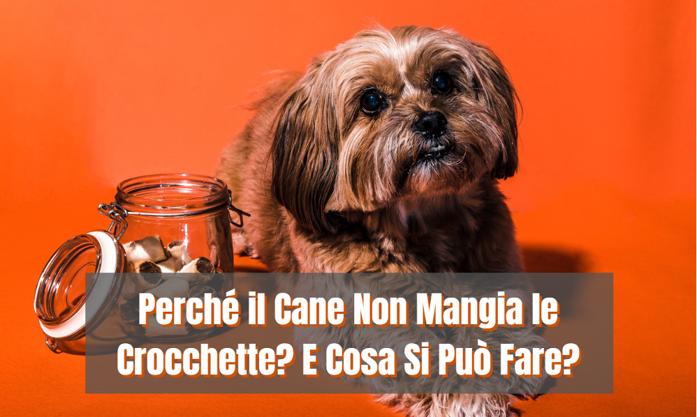 Perché il Cane Non Mangia le Crocchette? E Cosa Si Può Fare?