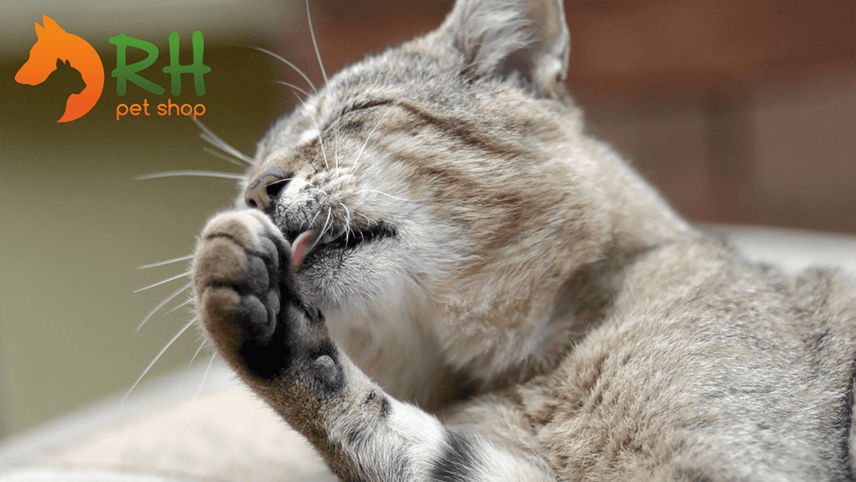 Il gatto vomita le palle di pelo: cosa fare? Cause e rimedi