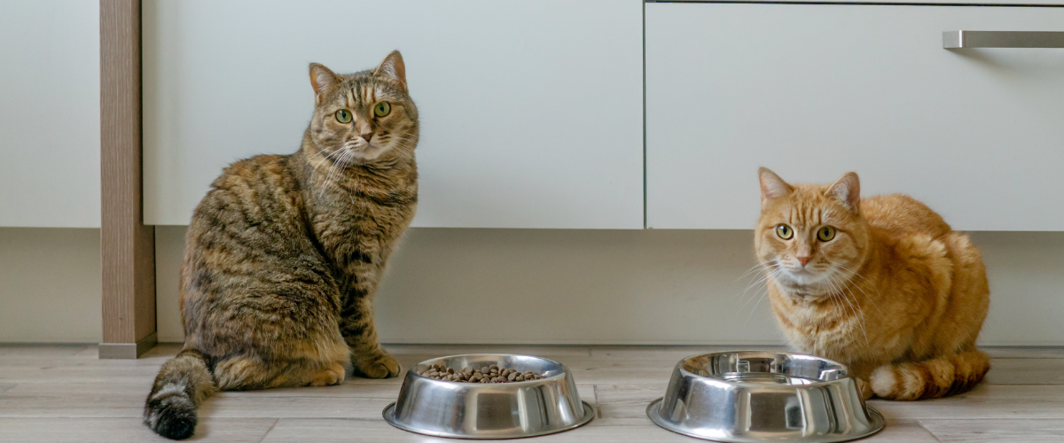 Crocchette per Gatti: Sterilizzati vs. Normali - Qual è la Differenza?