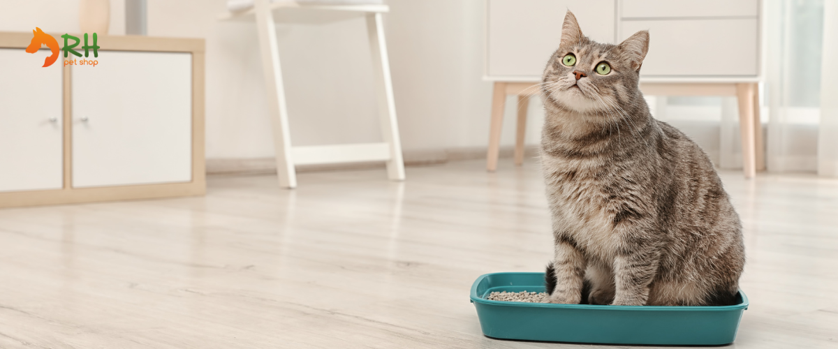 Come cambiare la Lettiera del Gatto senza Stress