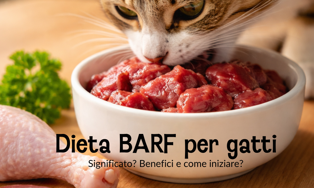 La dieta BARF per gatti: cos'è, benefici e come iniziare 🐾