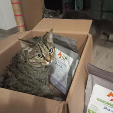 Perché i gatti impazziscono per le scatole di cartone? L'istinto primordiale della tana felina 🐱📦