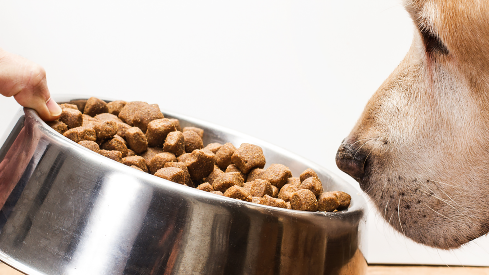 Come leggere l'etichetta delle crocchette