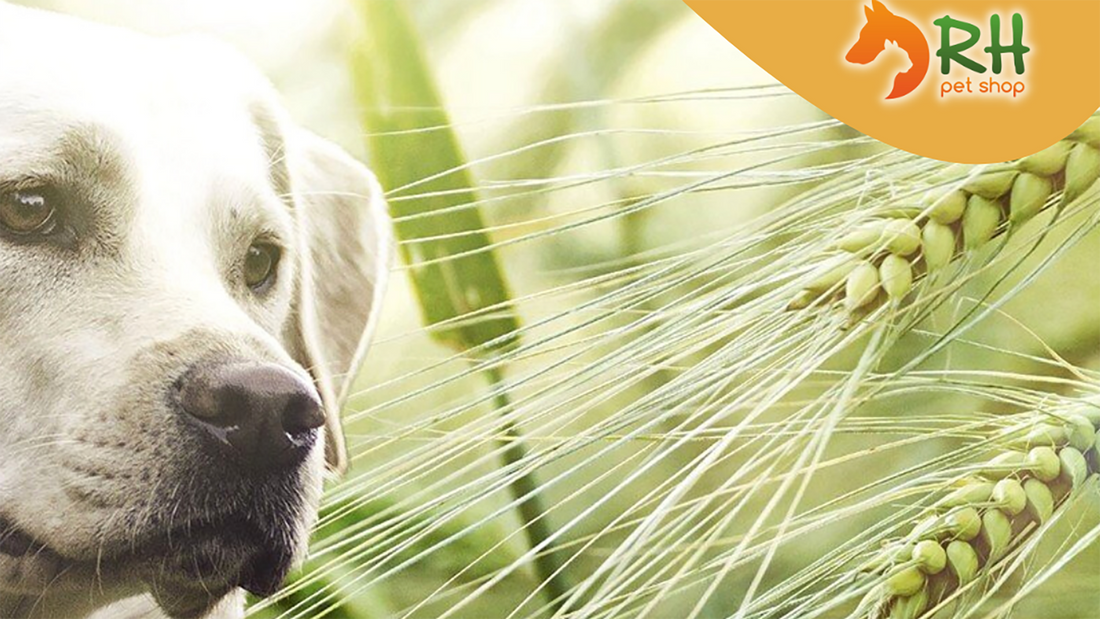 I forsacchi: un pericolo nascosto per il tuo cane