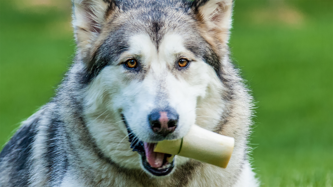 Masticativi naturali per cani: cosa sono? E quali scegliere?