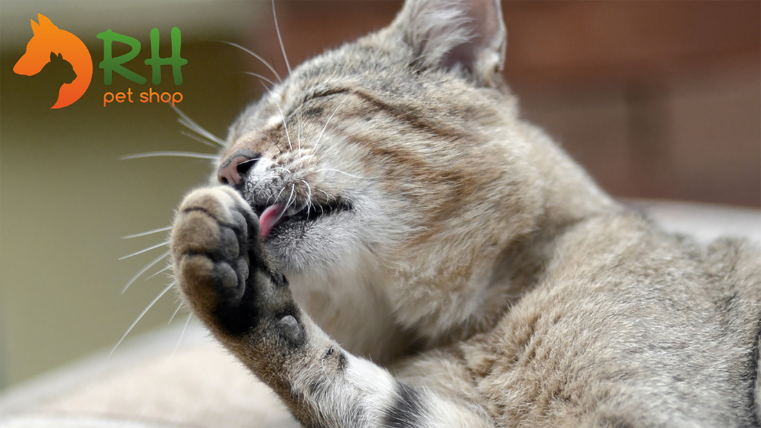 Il gatto vomita le palle di pelo: cosa fare? Cause e rimedi