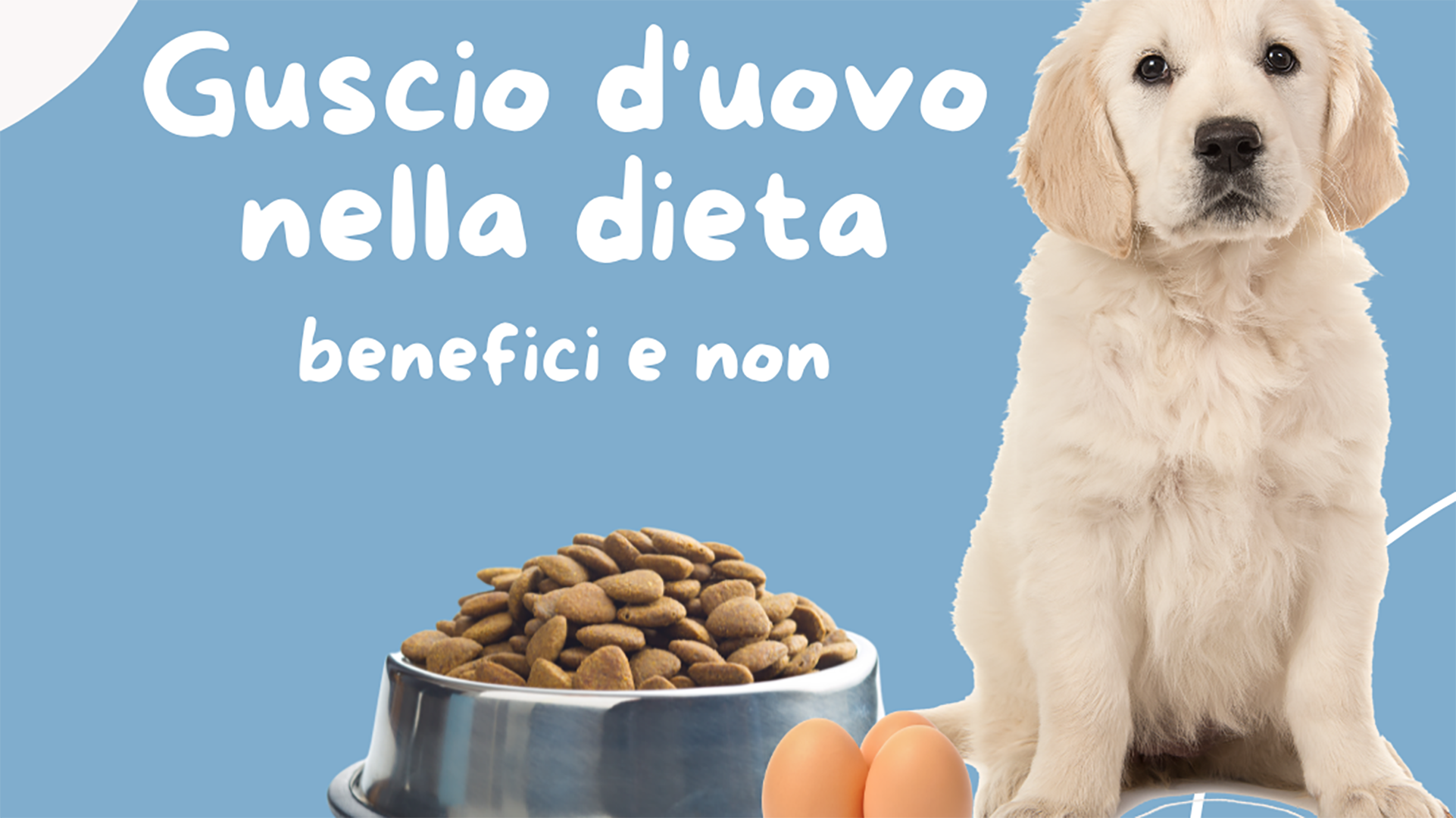 Guscio d'uovo al cane? Benefici e quando utilizzarlo