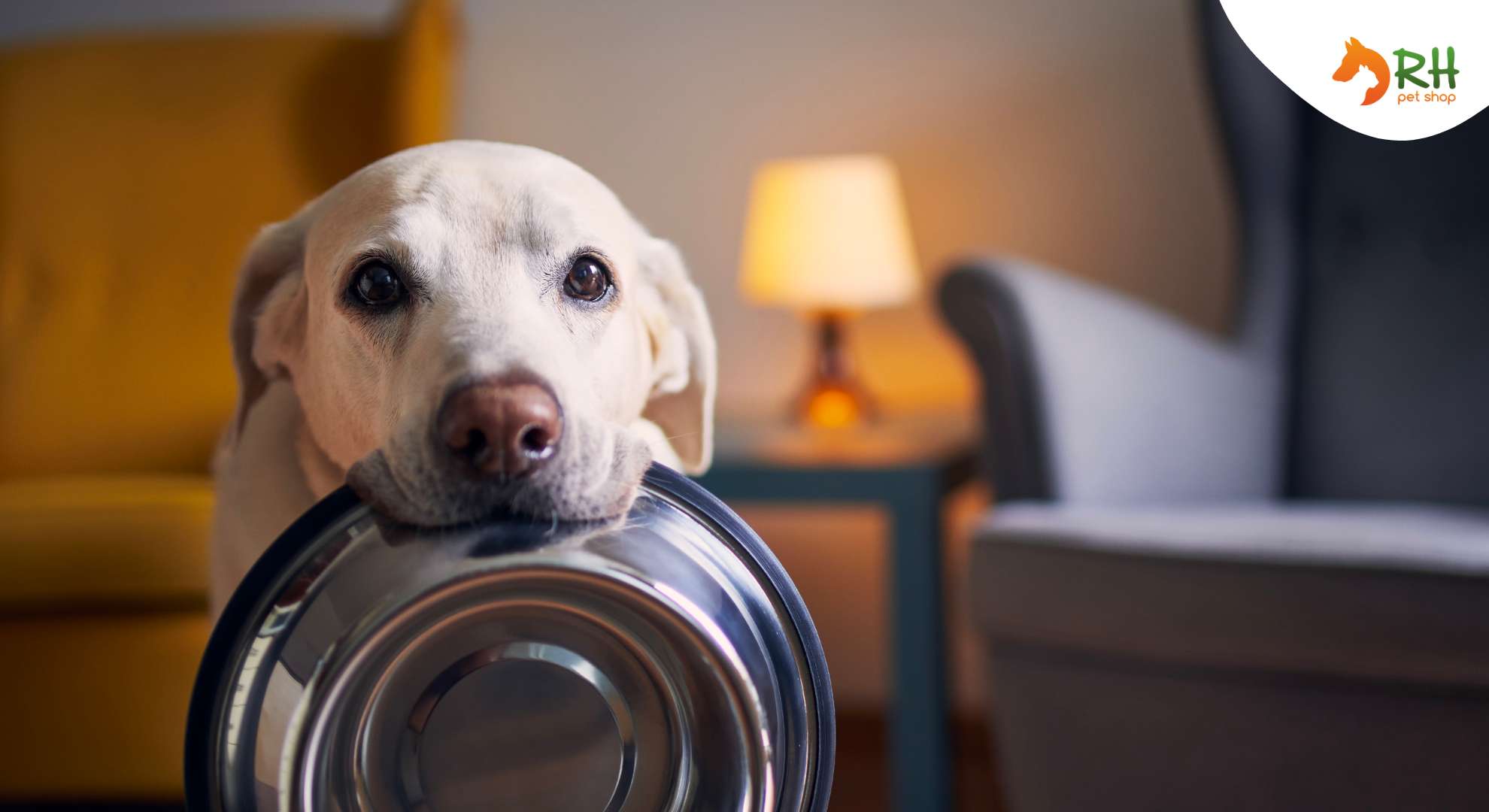 Il meglio per il tuo cane