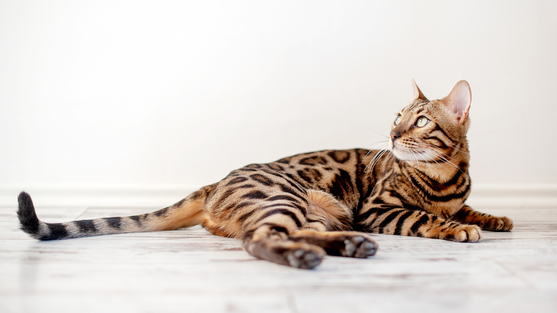 Il meglio per il tuo gatto