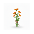 Calendula