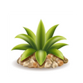 Yucca