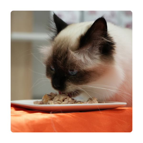 Cibo umido al naturale per gatti - benefici