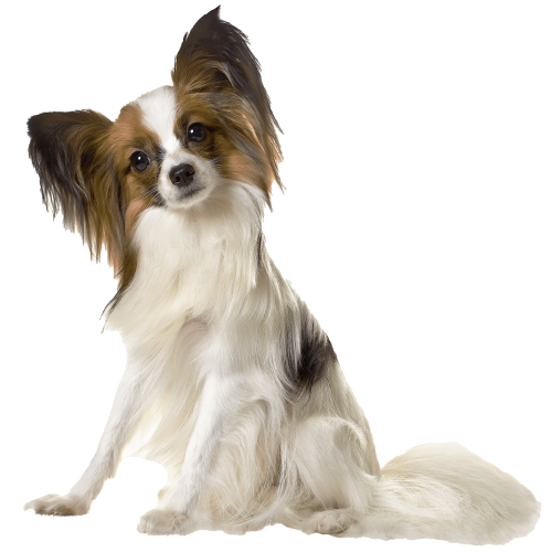 dog-animal-mammal-spaniel-vertebrate-papillon-985571-pxhere.com copia dog-animal-mammal-spaniel-vertebrate-papillon-985571-pxhere.com copia